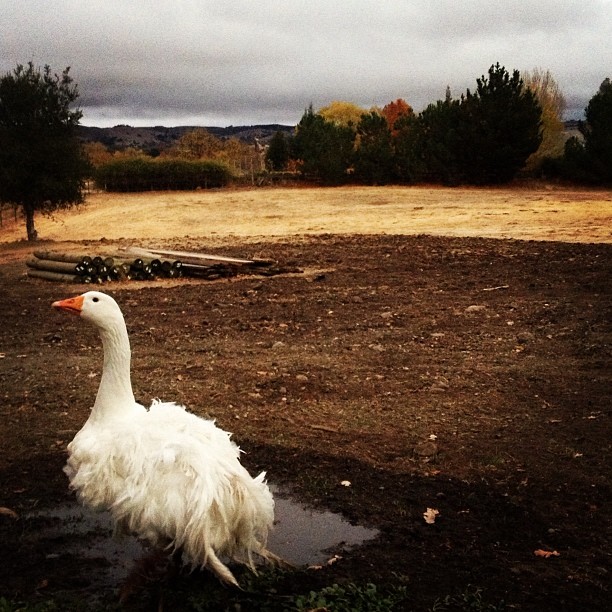 Goose and country living